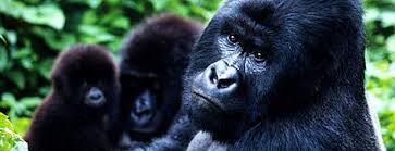 Mountain Gorilla Wwf