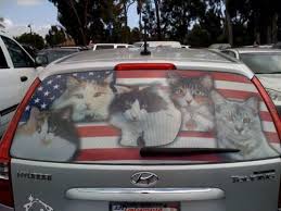 I Would Put This In My Car Window No Questions Asked Patriotic Cat Crazy Cats Kitten