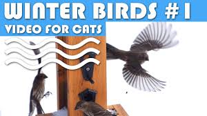 Birds For Cats To Watch Winter Entertainment Video For Cats Winter Birds 1 Finches Screensaver Video For Cats Video For Cats To Watch More Videos Cat Gif Cat Entertainment Winter Bird