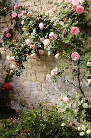 0285 Climbing Roses Flower Garden English Roses