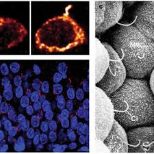 Check spelling or type a new query. Examples Of Cells With Cilia Or Flagella A Immunofluorescence Images Download Scientific Diagram