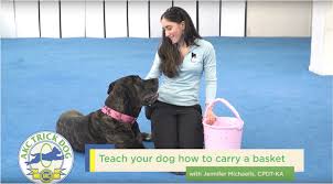 Puppy socialization is a vital part of puppyhood. Getting Tricky Akc S New Trick Dog Titling Program Sassyt Canine Academy Dog Training Specializing In Puppy Raising Reactivity Musical Freestyle