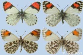 Image result for Ochthocharis