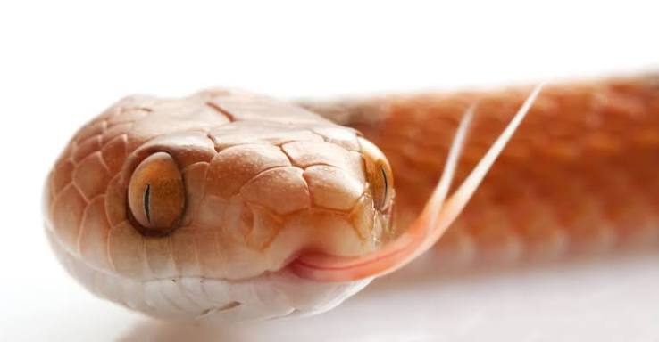 Cat-Eyed Snake Animal Facts - Leptodeira - A-Z Animals