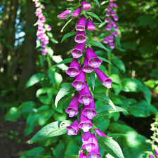 Image result for Digitalis purpurea