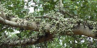 Image result for Vangueria ferruginea