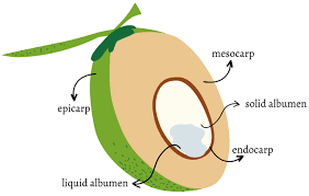 Image result for Cocos nucifera