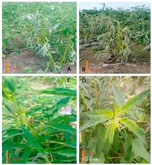 Image result for Sesamum calycinum