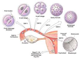 Pada fase ini manusia tumbuh dan berkembang di dalam janin sang b. Fase Pembentukan Zigot Pengertian Proses Dan Urutannya Lengkap Penjaskes Co Id