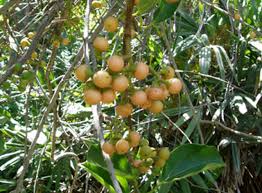 Image result for Cordia pilosissima