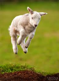 The Lambs Gambol More On Http Epic Do Animals Cute Sheep Animal Lover