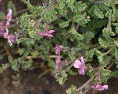 Image result for Jamesbrittenia fodina × huillana