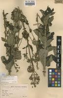 Image result for Dissotis brazzae