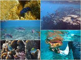 Where To Snorkel In San Pedro Belize An In Depth Guide San Pedro Belize Belize Snorkeling Best Snorkeling