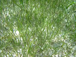 Image result for Secamone filiformis
