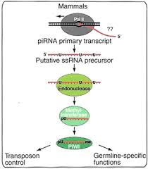 Piwi proteins are expressed primarily in the germ line and are required for spermatogenesis. Piwi Interacting Rna An Overview Sciencedirect Topics