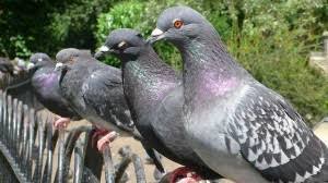 Oooh, i love this freebie for the upcoming spring months! Rspb Big Garden Birdwatch This Weekend Londonist