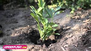 Check spelling or type a new query. Comment Planter Un Laurier Youtube