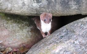 # vimeo.com/140653553 uploaded 5 years ago 122 views 0 likes 0 comments. Seeadler Ringelnatter Mauswiesel Ein Tag Im Garten Feinschmeckergarten