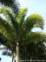 Image result for Wodyetia bifurcata