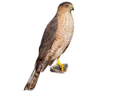 Cooper's Hawk (Astur cooperii) identification - Birda
