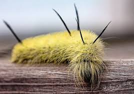 Big Black Caterpillar With Orange Stripes Caterpillar Cool Insects Bugs And Insects Wooly Caterpillar