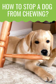How To Stop A Dog From Chewing The Definitive Guide Barking Royalty Dog Chewing Furniture Stop Dog Chewing Dog Chews