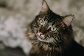Maine coon cats are big, fluffy, affectionate pets. 10 Cute Maine Coon Cats And Kittens