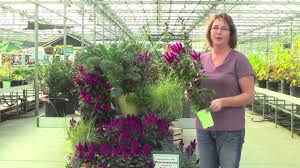 Garden Guru Intenz Celosias Offer Toughness Beauty News Bluffton Today Bluffton Sc