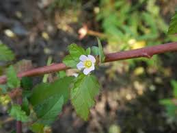 Image result for Melochia corchorifolia