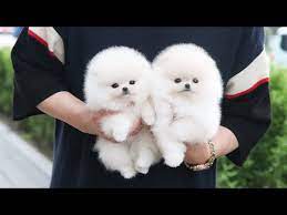 Stir in onion, garlic and gin. White Cream Fluffy Little Pomeranian L Korea Teacup Puppies Youtube