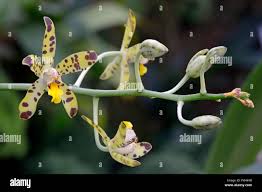 Image result for Ansellia