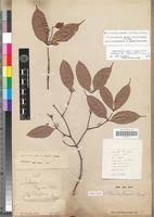 Image result for Landolphia incerta