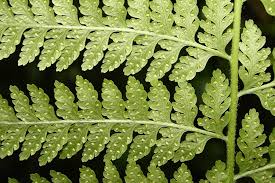 Image result for Microlepia speluncae