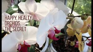 You apply the paste to your orchid's flower spike by cutting away the small covering over one of the flower spike's nodes and covering the. Garlic Water Recipe The Secret For Blooming Orchids Youtube