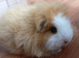 das fell von meinem meerschwein ist dauernd schmutzig und verklebt meerschweinchen