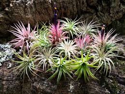 Image result for Tillandsia
