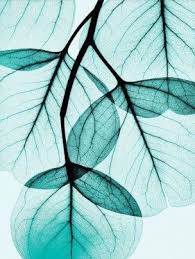 Transparente Blatter In Turkis Bild Turkis Hintergrundbilder Pflanzen Kunst