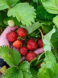 The best selection of royalty free strawberry landscape cute vector art, graphics and stock illustrations. Types Of Strawberry Plants Garden Design
