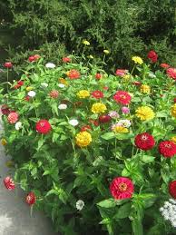 How To Plant Grow And Care For Zinnia Flowers Zinnia Garden Flower Landscape Flower Garden