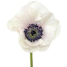 Pin On All The Pretty Flowers