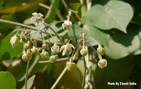 Image result for Pergularia daemia