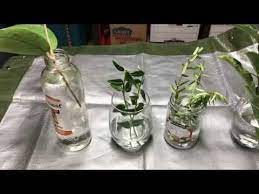 Hoya kerrii propagation in water. Water Rooting Hoyas Youtube