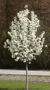 In fact, pear trees are famous for their ornamental beauty, whether they produce fruit or not. How To Grow An Ornamental Flowering Pear Tree Watters Garden Center