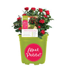 Knock out® roses pruning steps: Knock Out Rose 1 5 Gal Red The Petite Knock Out Rose Bush With Red Flowers 13417 The Home Depot
