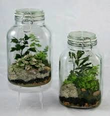 Jar Terrarium Mini Terrarium Terrarium Plants Garden Terrarium