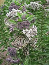 Spring 2015 Asclepias Cancellata Wild Cotton 2 3 Tall Not Native To Ca Butterfly Plants Asclepias Plants