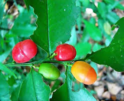 Image result for Olax pentandra