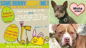 We are based in san antonio, texas. Sa Pets Alive Some Bunny Adopt Me Event All Month Long Woai