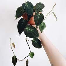 Philodendron Scandens Micans New In Our Shop Is The Philodendron Scandens Micans Start Shopping Right Now A Plant Care Houseplant Pretty Plants Plants